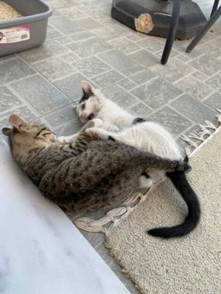 Teddy und Mousy aus dem Tierschutz