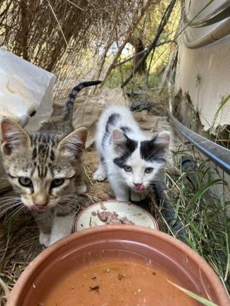 Teddy und Mousy aus dem Tierschutz