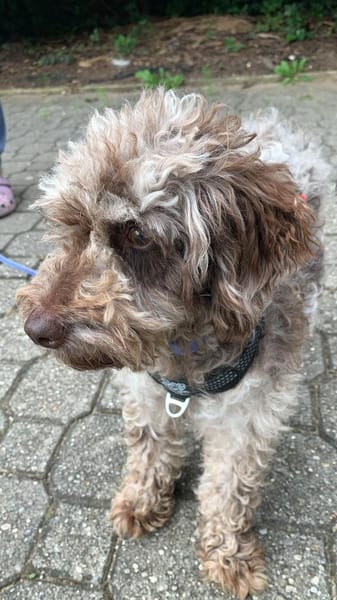 Honey in 86529 Schrobenhausen