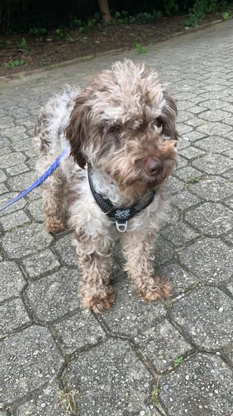 Honey in 86529 Schrobenhausen