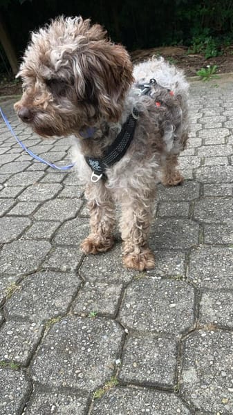 Honey in 86529 Schrobenhausen