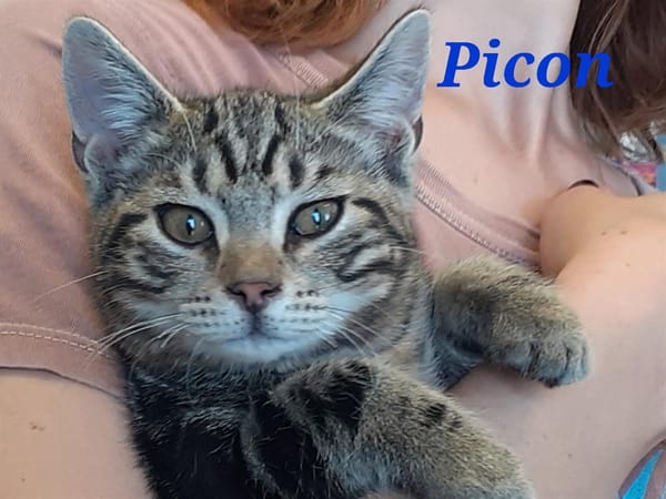Picon