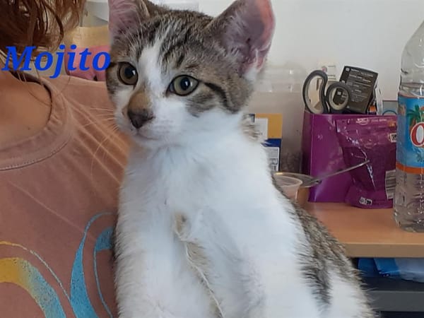 Mojito