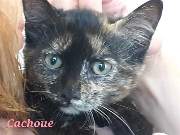 Cachoue