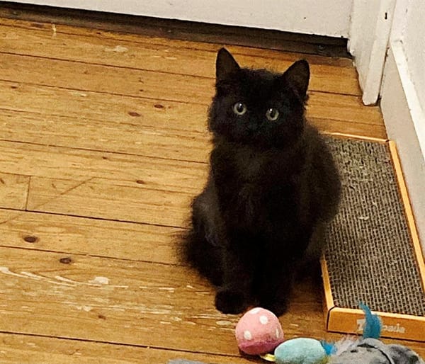 SOX ( Kaia )