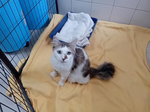 OREO