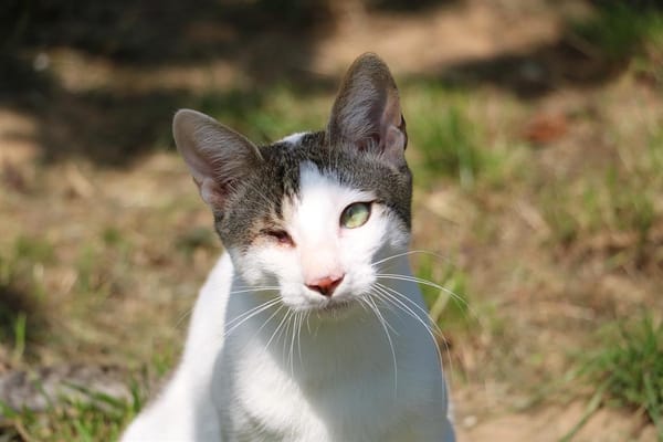 Kiki  HAB17261