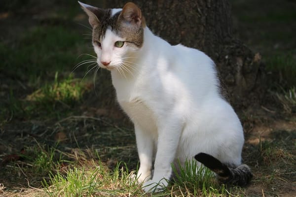 Kiki  HAB17261