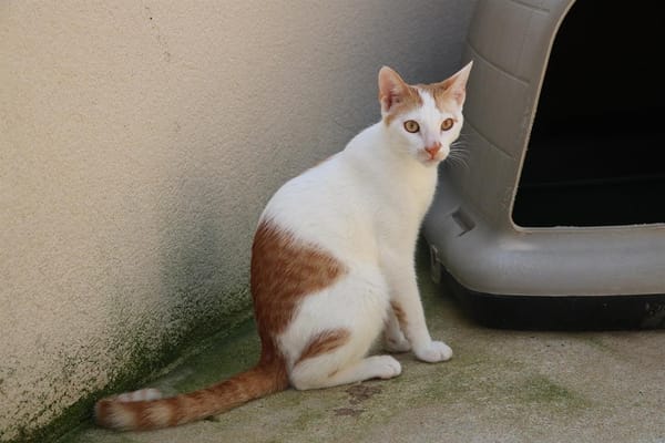 Dziani HAB17252