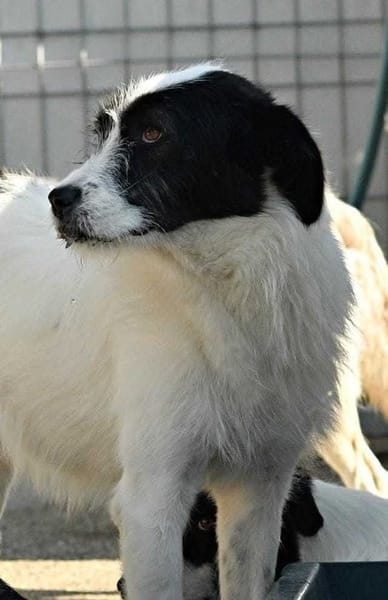 THELMA