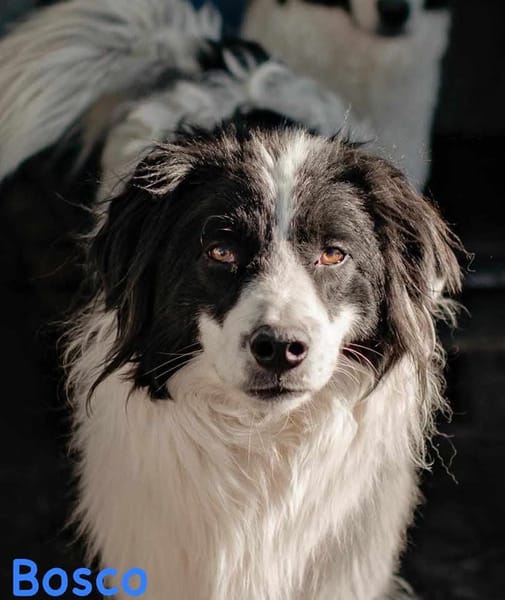 BOSCO