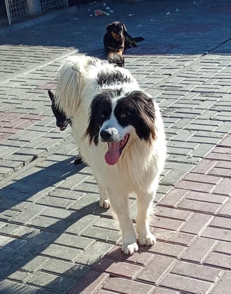 BOSCO