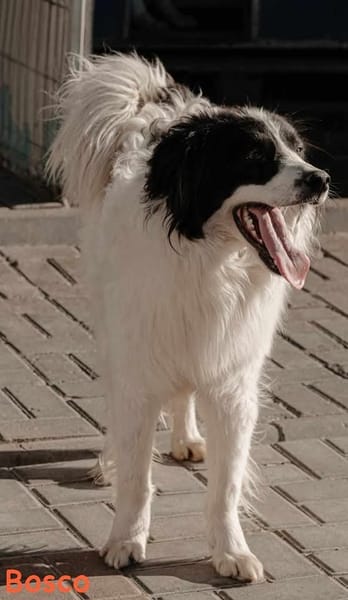 BOSCO