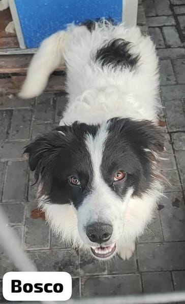 BOSCO