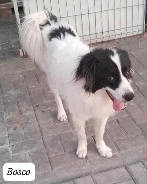 BOSCO