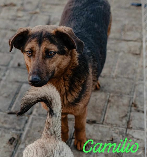 CAMILIO