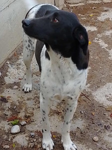 KENZA