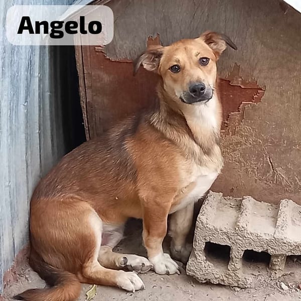 ANGELO