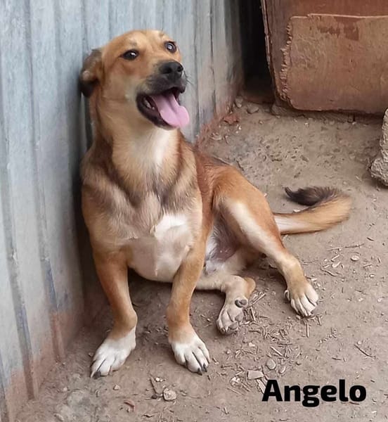 ANGELO