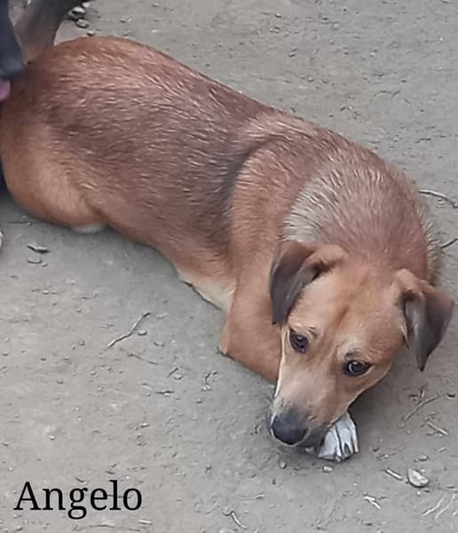 ANGELO