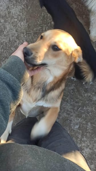 ANGELO