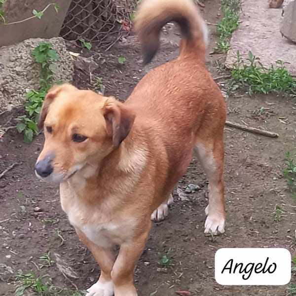 ANGELO