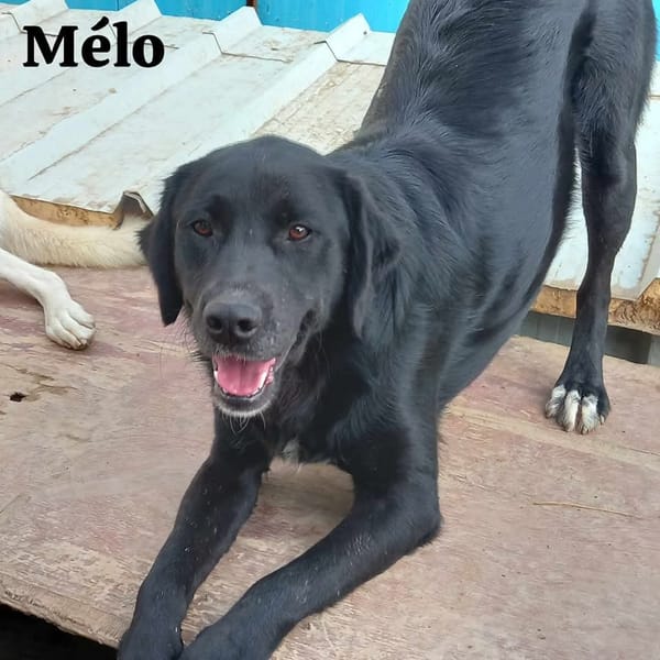 MELO