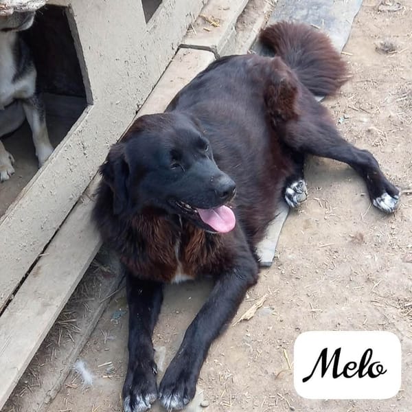 MELO