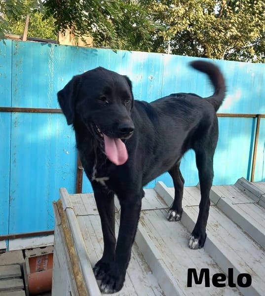 MELO