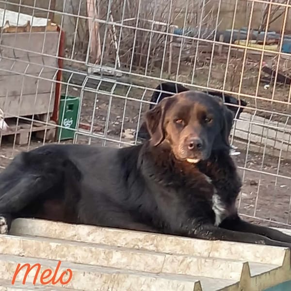 MELO