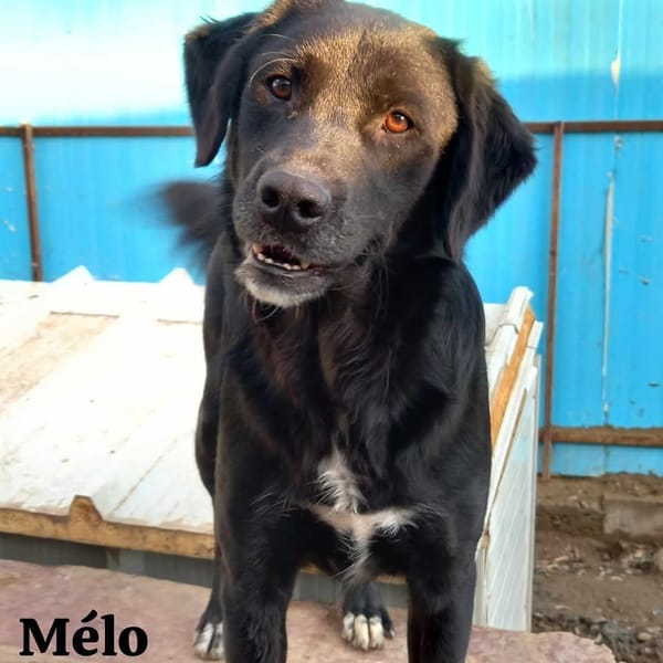 MELO
