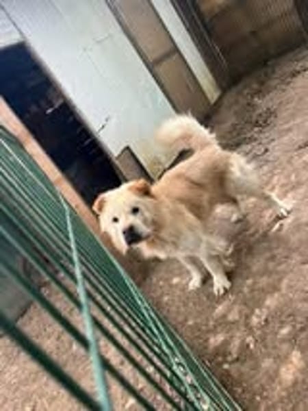 BALU