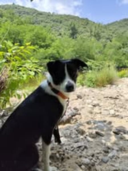 CHOUPIE