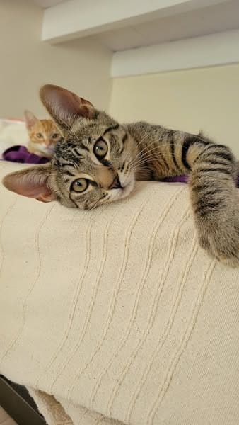 TIGROU
