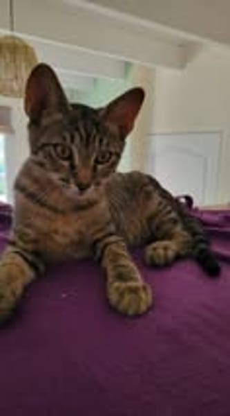 TIGROU