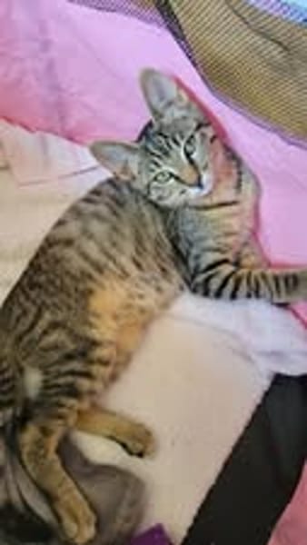 TIGROU