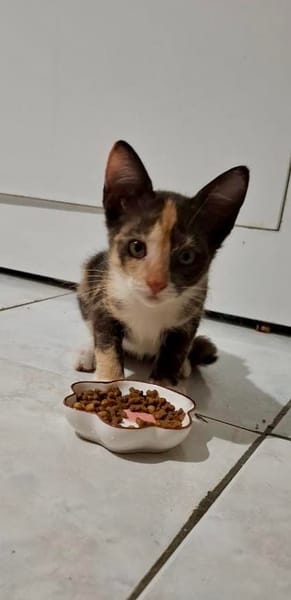 Maddy, femelle croisée européen, née le 05/06/2025 🐱