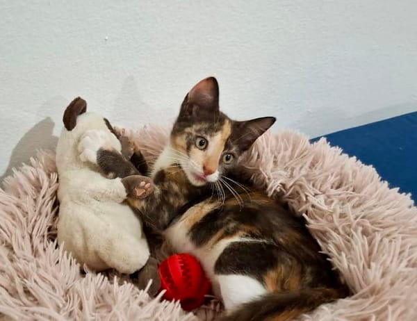 Maddy, femelle croisée européen, née le 05/06/2025 🐱
