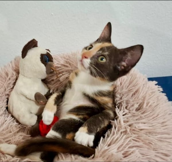 Maddy, femelle croisée européen, née le 05/06/2025 🐱