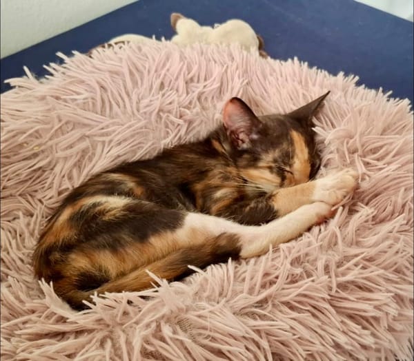 Maddy, femelle croisée européen, née le 05/06/2025 🐱