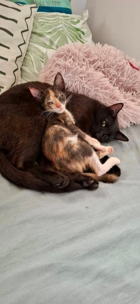 Maddy, femelle croisée européen, née le 05/06/2025 🐱