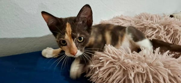 Maddy, femelle croisée européen, née le 05/06/2025 🐱