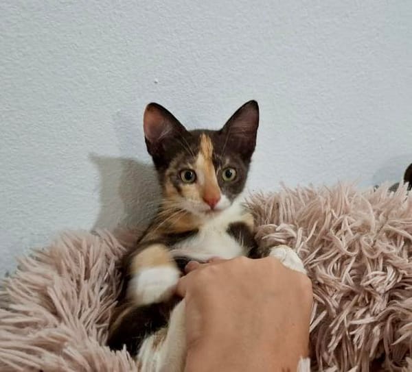 Maddy, femelle croisée européen, née le 05/06/2025 🐱