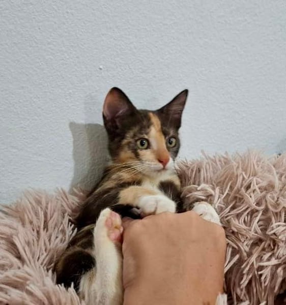 Maddy, femelle croisée européen, née le 05/06/2025 🐱