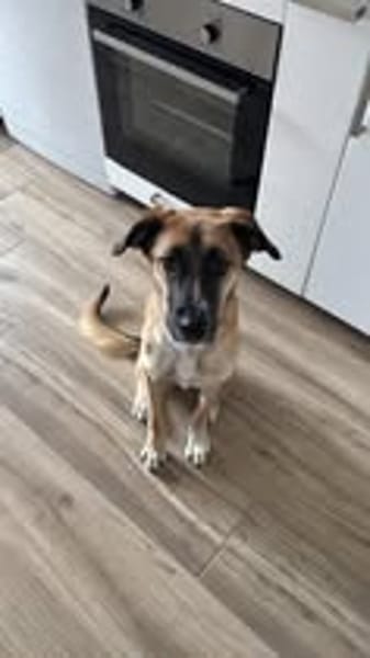 MAYA