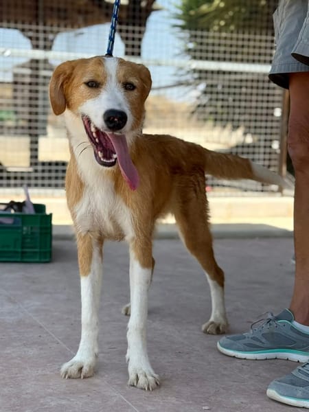 FLINT (Maria)