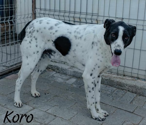 KORO