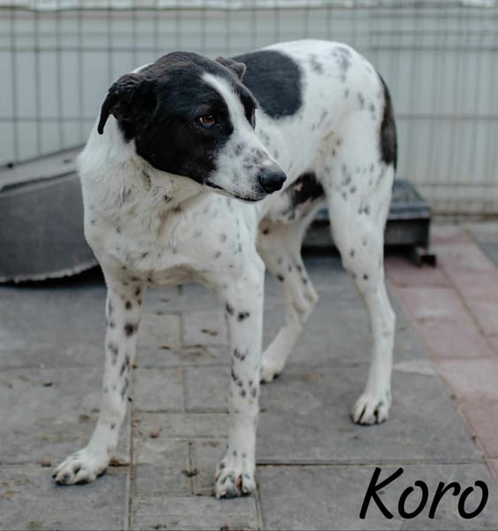 KORO