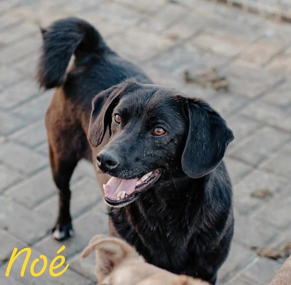 NOE