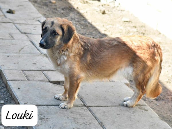 LOUKI